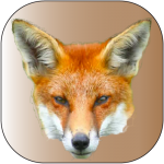 renard-