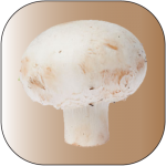 champignon